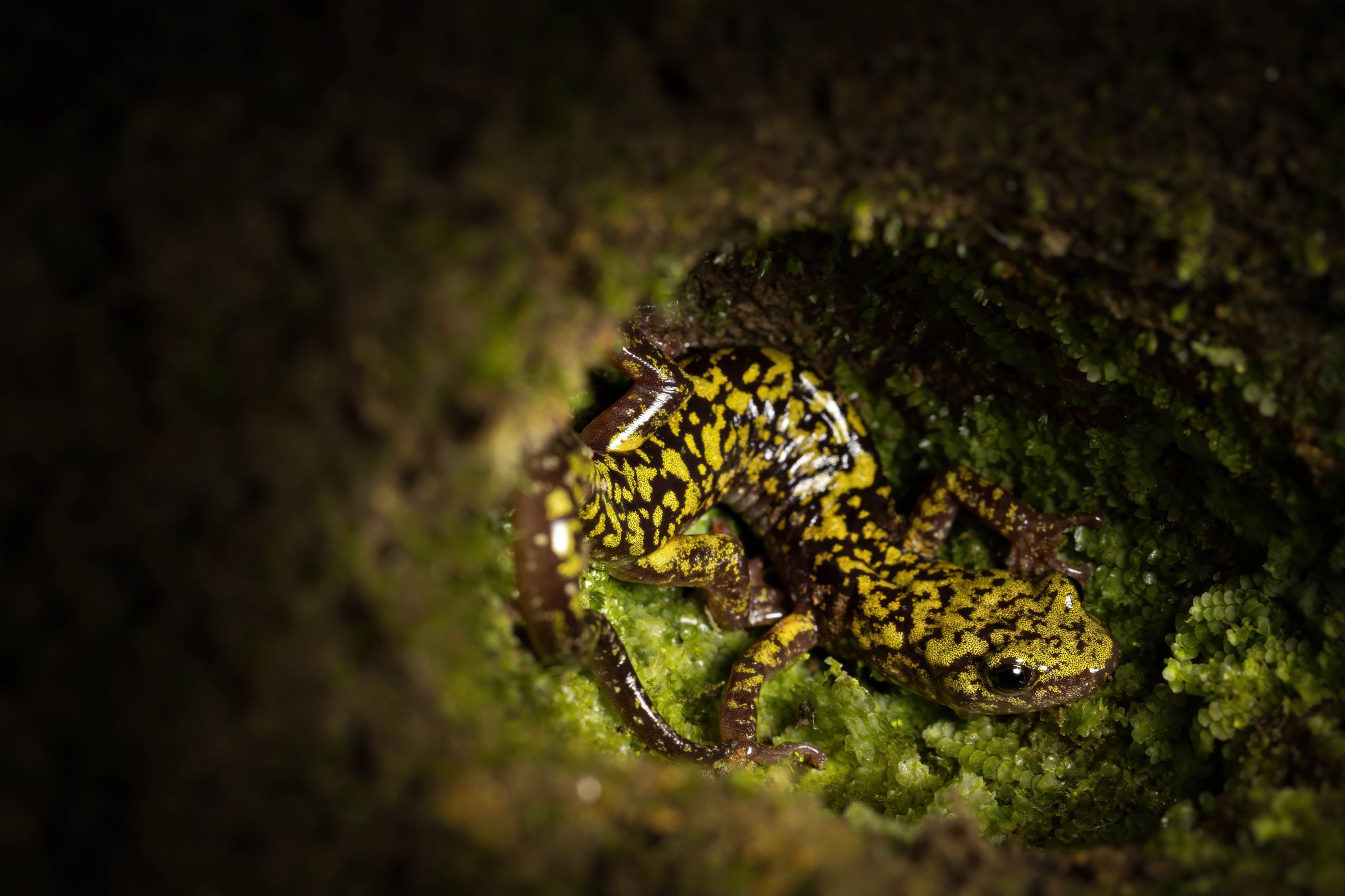 Green salamander in crevice